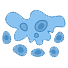 Cytotoxicity/ Apoptotic assays